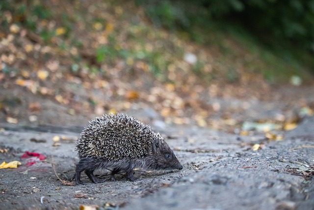 MLB／洋基「怪力男」史丹頓手肘傷復發 開季恐趕不上.